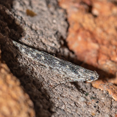 Batrachedra praeangusta