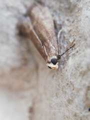 Cryptoblabes bistriga