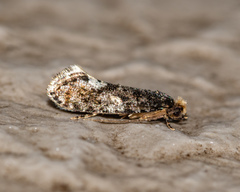 Monopis marginistrigella