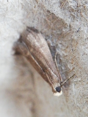 Cryptoblabes bistriga