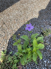 Ruellia ciliatiflora