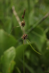 Carex flava