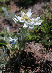 Leontopodium palibinianum