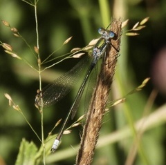 Lestes dryas