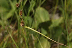 Carex lepidocarpa