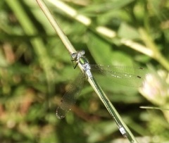 Lestes dryas