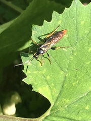 Protichneumon