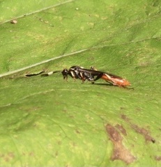 Protichneumon