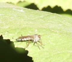 Neoitamus cyanurus