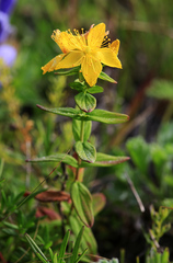 Hypericum attenuatum