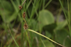 Carex lepidocarpa