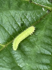Periclista