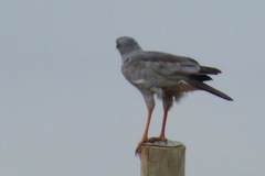 Melierax poliopterus