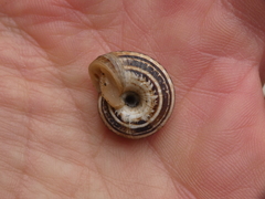 Xerosecta