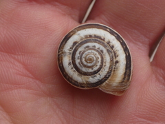 Xerosecta