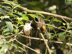 Pycnonotus xanthorrhous