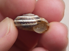 Xerosecta