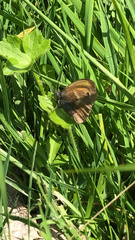 Coenonympha