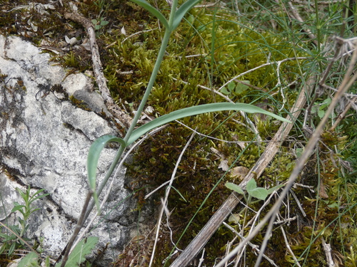 Image of Fritillaria involucrata by (c) Yves Bas, some rights reserved (CC BY)