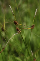 Carex lepidocarpa
