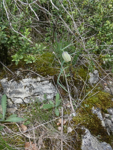 Image of Fritillaria involucrata by (c) Yves Bas, some rights reserved (CC BY)