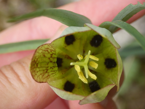 Image of Fritillaria involucrata by (c) Yves Bas, some rights reserved (CC BY)