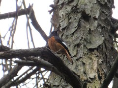 Phoenicurus auroreus