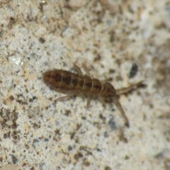 Isotomurus palustris