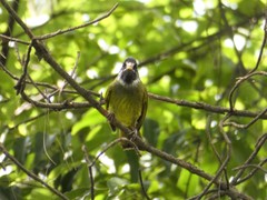 Spizixos semitorques