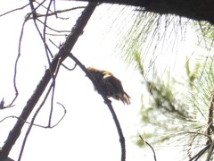 Picumnus innominatus