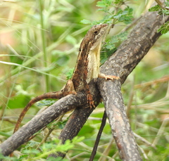 Sitana ponticeriana