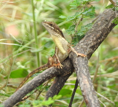 Sitana ponticeriana