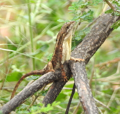 Sitana ponticeriana