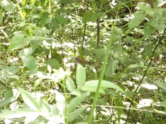 Sinosuthora alphonsiana