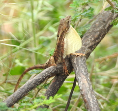 Sitana ponticeriana