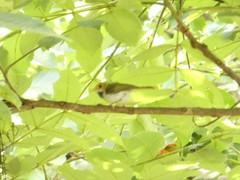 Abroscopus albogularis