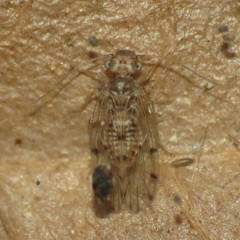 Ectopsocus californicus