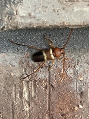 Aethecerinus wilsonii