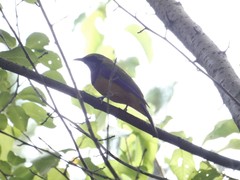 Chloropsis hardwickii