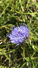 Jasione laevis