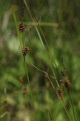 Carex lepidocarpa
