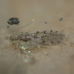 Ectopsocus californicus