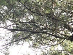 Hemixos castanonotus