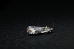 Olethreutes connectum