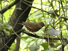 Turdus dissimilis