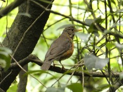 Turdus dissimilis