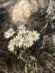 Euchaetis longibracteata
