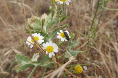 Acmaeoderella flavofasciata flavofasciata
