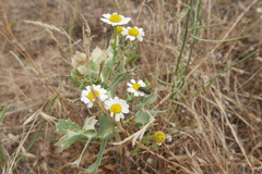 Acmaeoderella flavofasciata flavofasciata