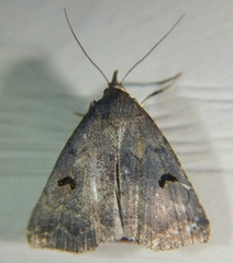 Phalaenostola hanhami